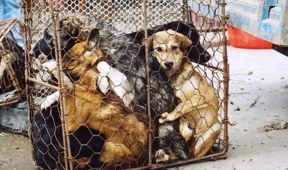 La carne de pero se sigue vendiendo en el mercado de Hanoi. Foto: Telefenoticias