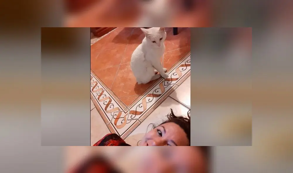 Desliza las imágenes para conoce un poco de más de 'Conejo', el pequeño gato que se robó el corazón de miles. Foto: Tania Sants/Facebook Desliza las imágenes para conoce un poco de más de 'Conejo', el pequeño gato que se robó el corazón de miles. Foto: Tania Sants/Facebook
