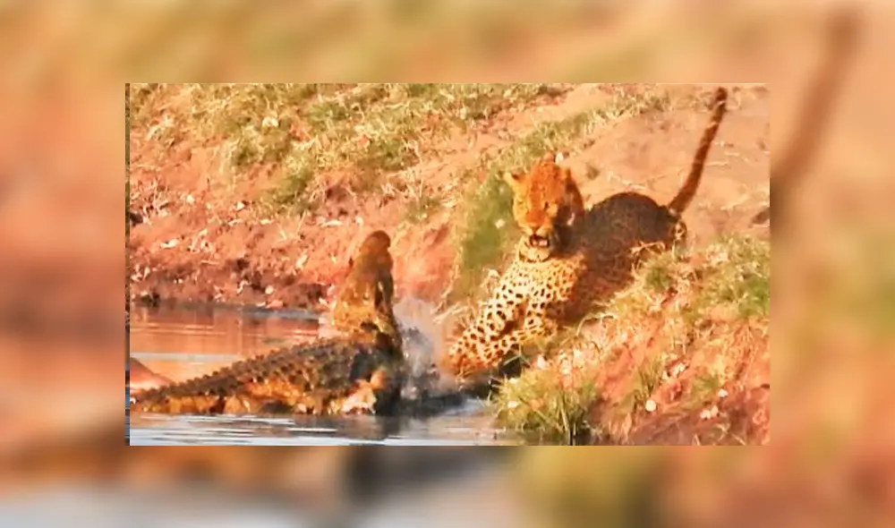 Un video viral de YouTube muestra el brutal enfrentamiento entre un leopardo con un feroz cocodrilo.