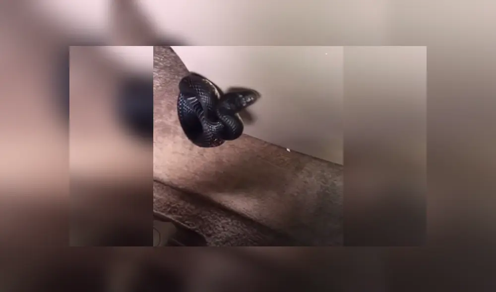 Un hombre se llevó el susto de su vida al hallar una mortal criatura al interior de su auto.