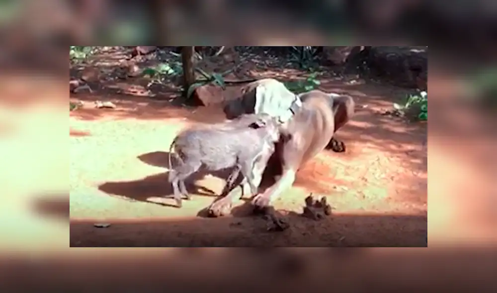 Desliza hacia la izquierda para ver las conmovedoras imágenes del video viral de YouTube.