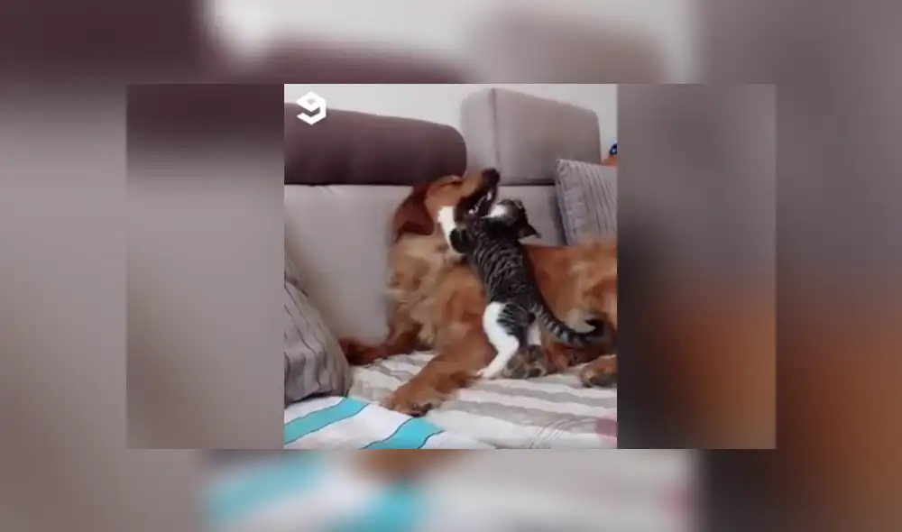 Desliza a la izquierda para conocer más sobre este nuevo video viral de YouTube. Foto: Captura. Desliza a la izquierda para conocer más sobre este nuevo video viral de YouTube. Foto: Captura.