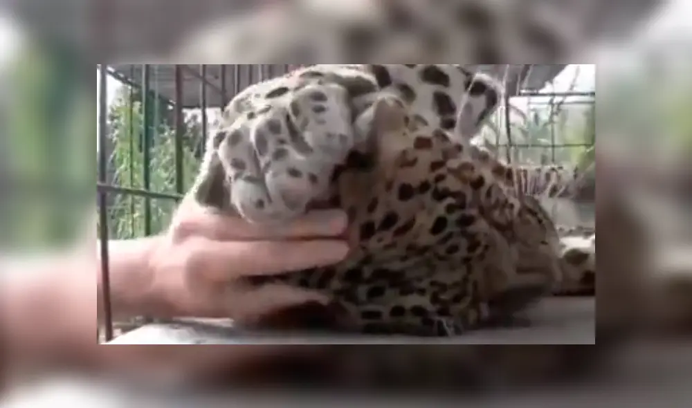 En YouTube, un hombre no tuvo miedo al pretender acariciar a un peligroso leopardo que lo sorprendió con su reacción. En YouTube, un hombre no tuvo miedo al pretender acariciar a un peligroso leopardo que lo sorprendió con su reacción.