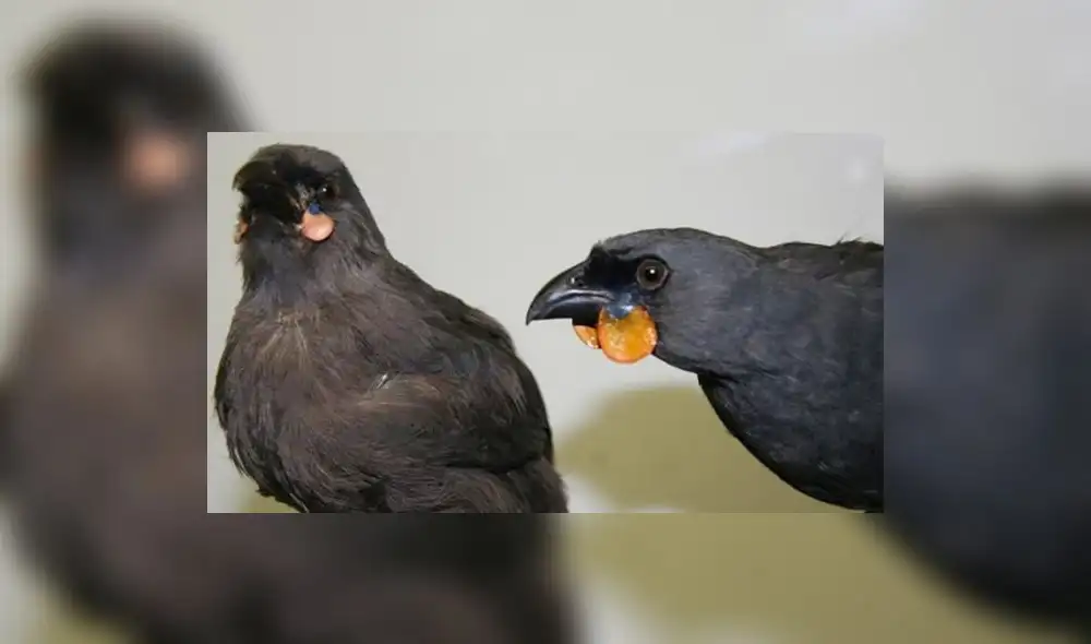 ¡Se busca ave que estaría extinta! Traerla viva o viva