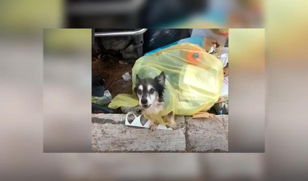 Desliza las imágenes para conocer la conmovedora historia de un perro abandonado en la basura. Foto: Caters Clips. Desliza las imágenes para conocer la conmovedora historia de un perro abandonado en la basura. Foto: Caters Clips.