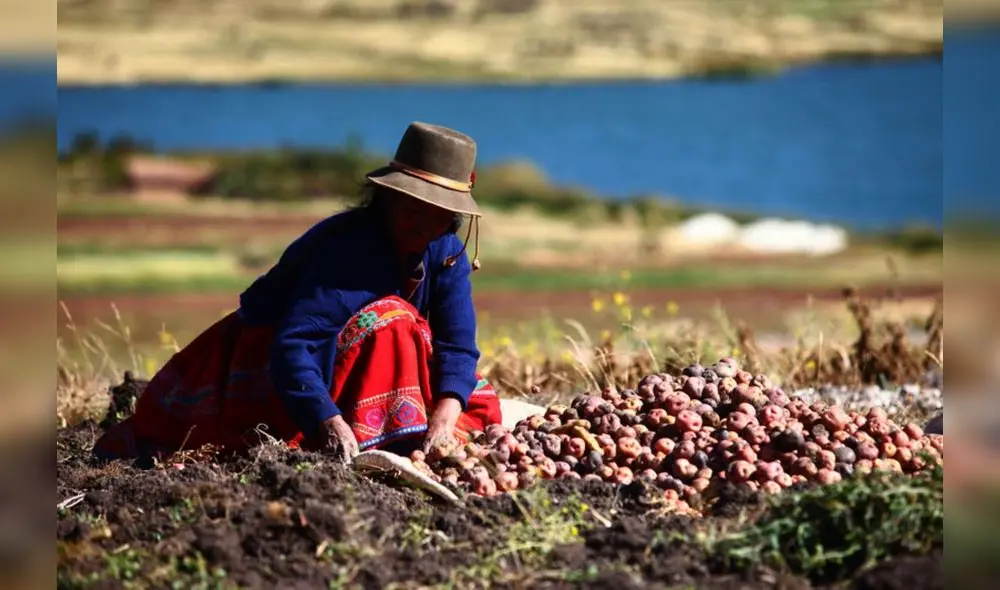 Situación de los productores de papa en el país es crítica. (Foto: Senasa)