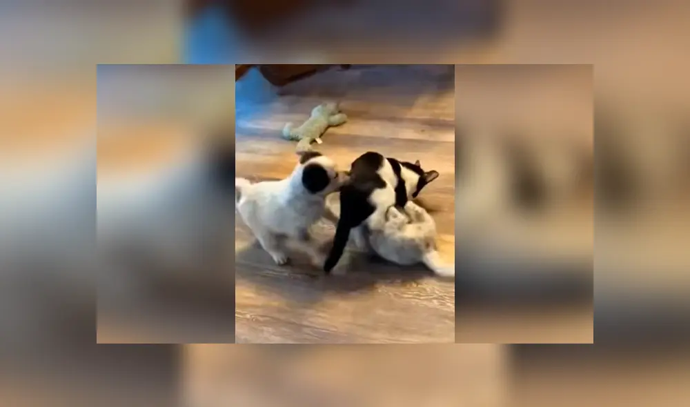 Desliza las imágenes para conocer la valiente acción de un perro bebé para salvar a su ‘compañero’. Fotos: Captura.