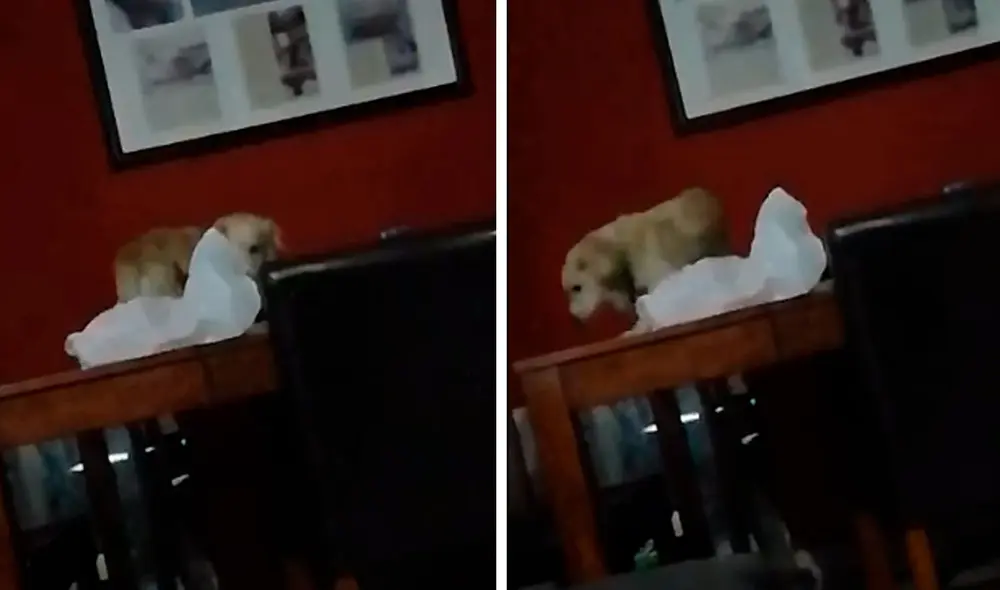 Desliza las imágenes para ver la travesura que estuvo a punto de cometer un perro en su casa. Foto: captura de TikTok Desliza las imágenes para ver la travesura que estuvo a punto de cometer un perro en su casa. Foto: captura de TikTok