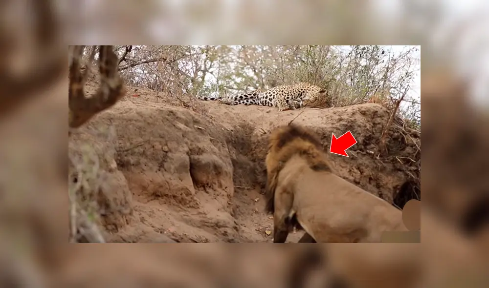 Video se viralizó en Facebook. Un enorme león no soportó que un leopardo durmiera en su territorio y decidió botarlo de la peor forma.