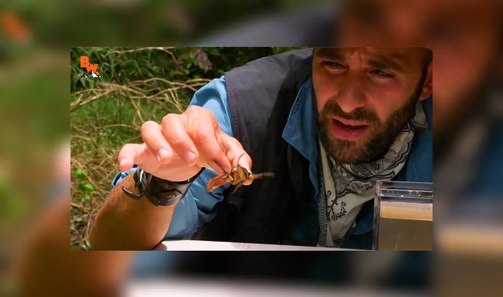 Un video muestra al popular 'Coyote' Peterson siendo mordido por una chinche de agua gigante. Un video muestra al popular 'Coyote' Peterson siendo mordido por una chinche de agua gigante.