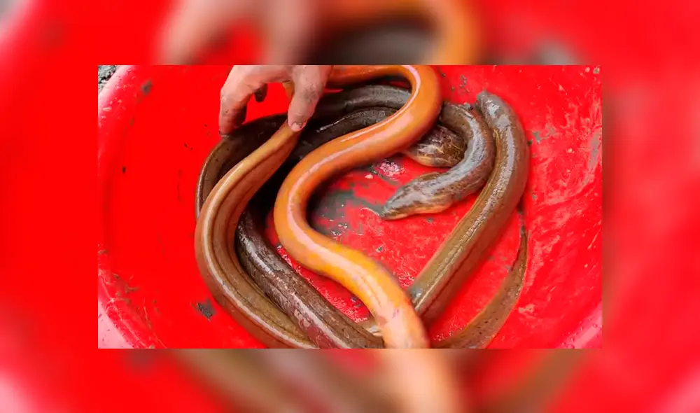 Derrama gran cantidad de tinte en misterioso hueco y aparecen decenas de peligrosos peces. Derrama gran cantidad de tinte en misterioso hueco y aparecen decenas de peligrosos peces.