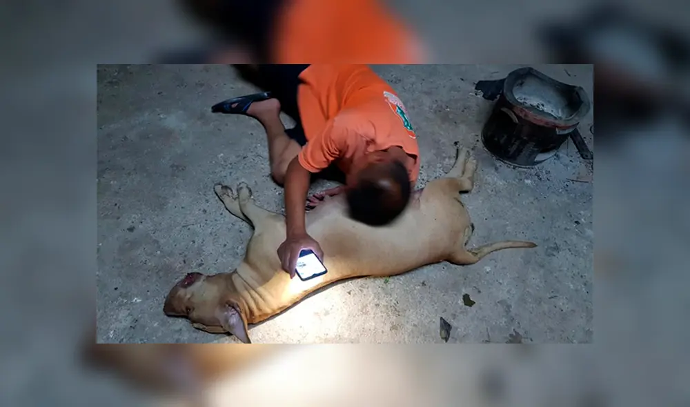 Vía Facebook. Una perrita dio su vida para salvar a sus dueños de una peligrosa cobra.