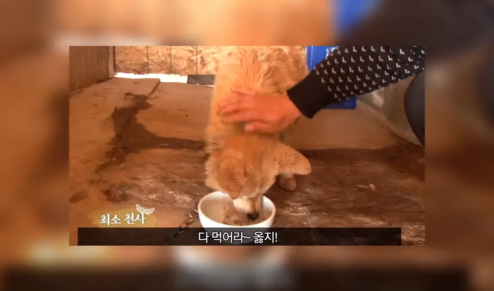 Video es viral en YouTube. La historia de este perro callejero, que ha sido comparado con ‘Hachiko’, conmovió a todos; sin embargo, el final fue distinto. Foto: Captura.