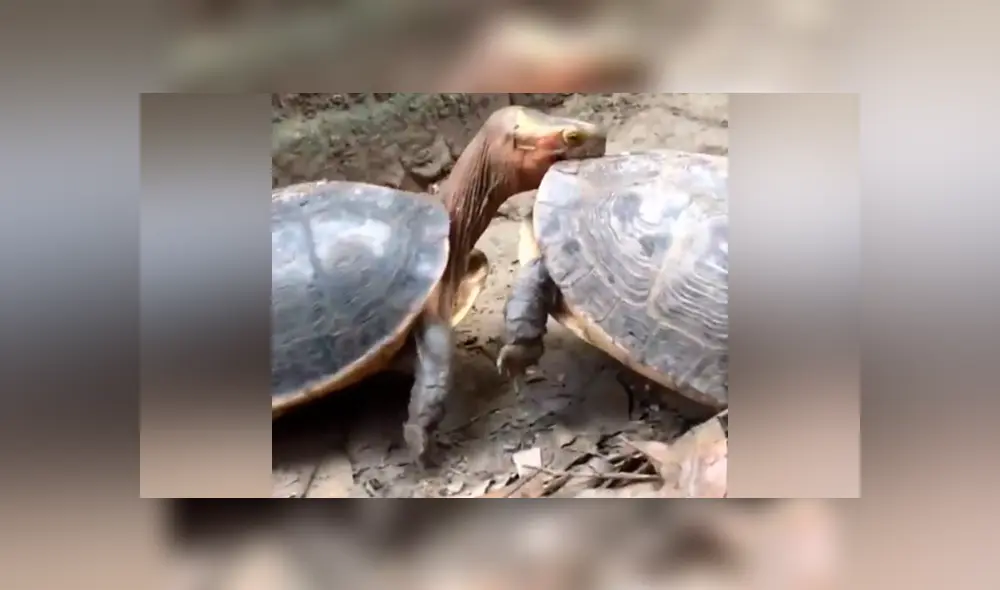 Tortuga intenta pelear con su compañero, pero solo recibe su duro desprecio [VIDEO]