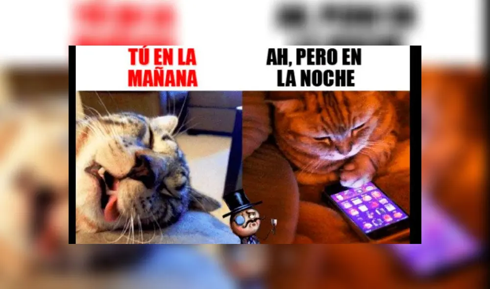Creativos memes fueron compartidos en redes sociales por el Día Internacional del Gato. Creativos memes fueron compartidos en redes sociales por el Día Internacional del Gato.
