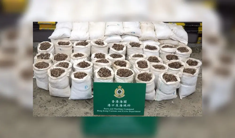 Cargamento incautado con escamas del pangolí en Hong Kong. Foto: difusión. Cargamento incautado con escamas del pangolí en Hong Kong. Foto: difusión.