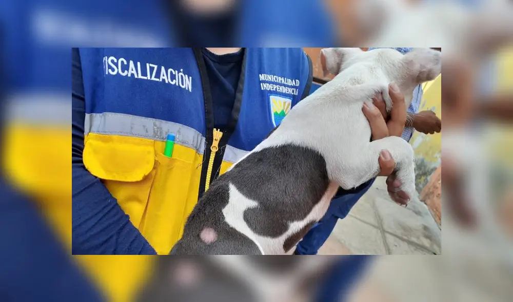 Los animales presentaban problemas en la piel.