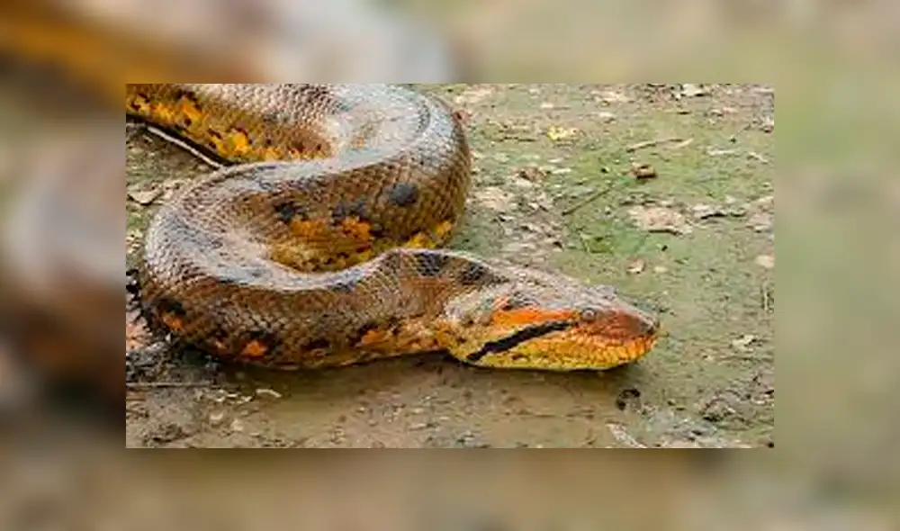 YouTube viral: cercenan el cuerpo de serpiente y encuentran increíble criatura dentro [VIDEO]
