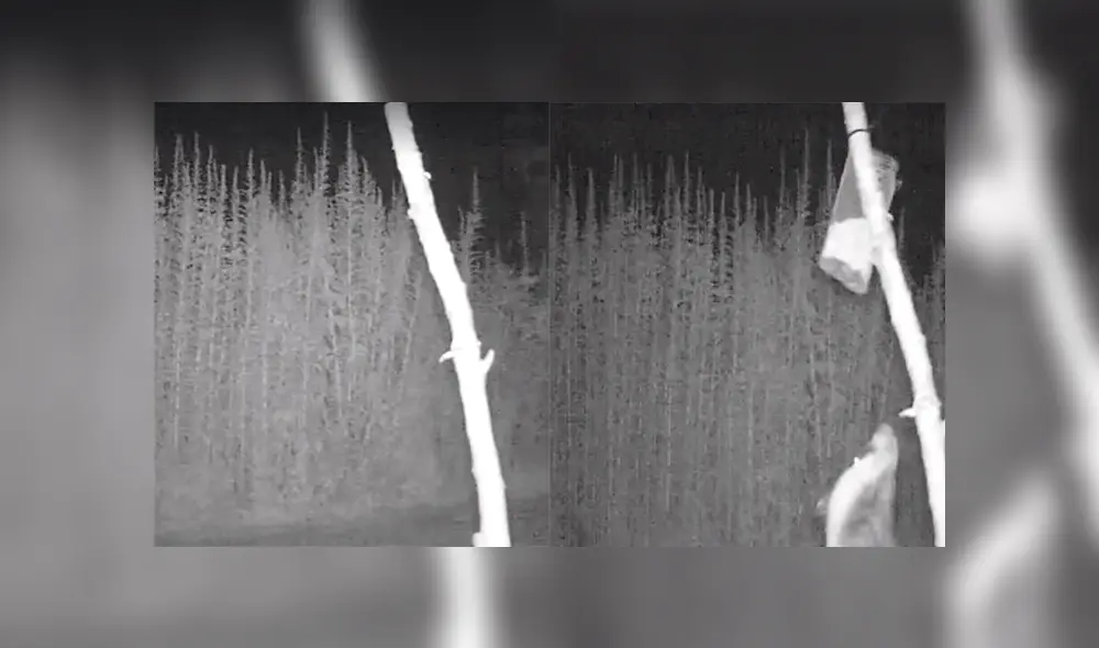 Un video viral muestra el animal que se robaba la cosecha de un granjero.