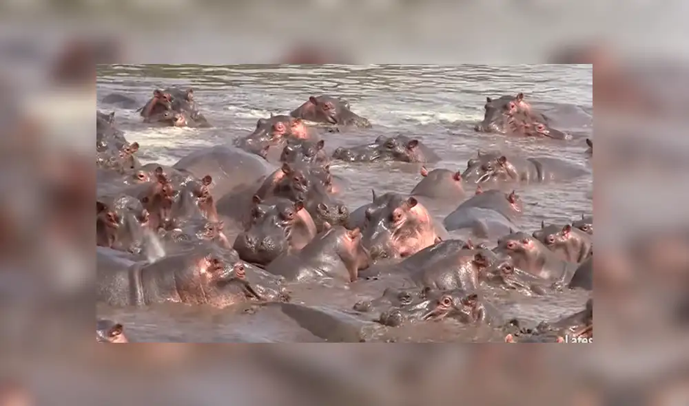 YouTube viral: 30 hipopótamos atacan a cocodrilo que minutos antes los quiso devorar [VIDEO]