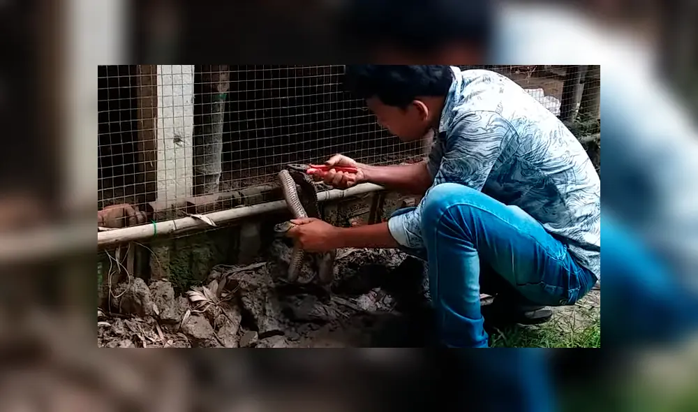 El video viral de Facebook muestra el momento en que un granjero arriesga su vida para salvar a una serpiente y ocurre lo inesperado.