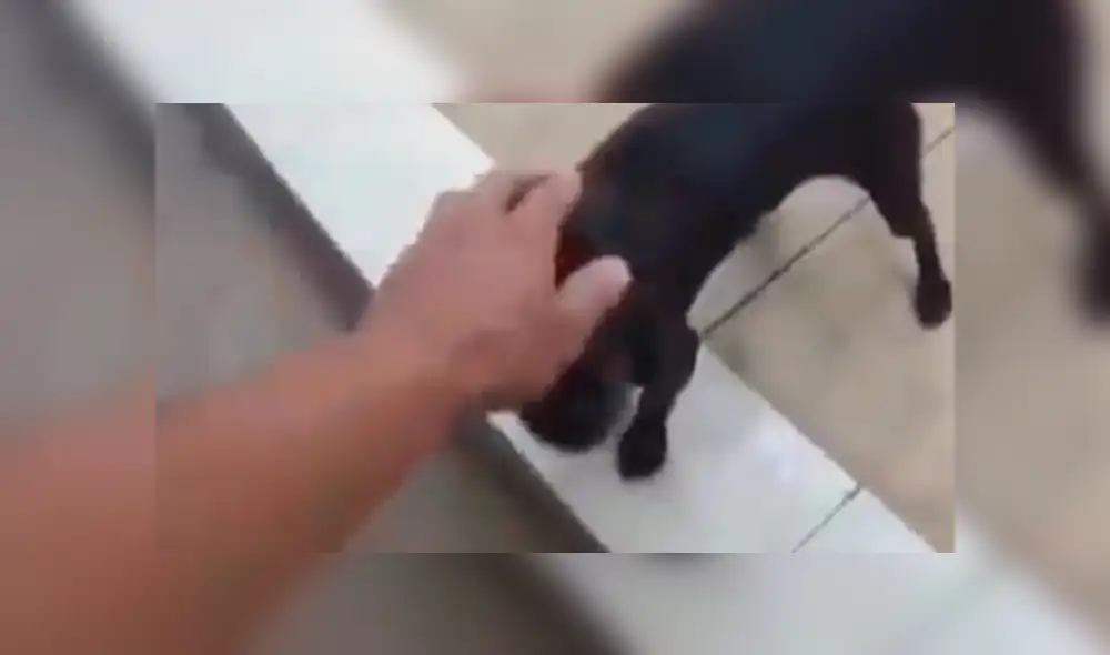 Facebook viral: creyó que perro estaba ‘poseído’ e intentó ‘exorcizarlo’, sin saber que reaccionaría así [VIDEO]