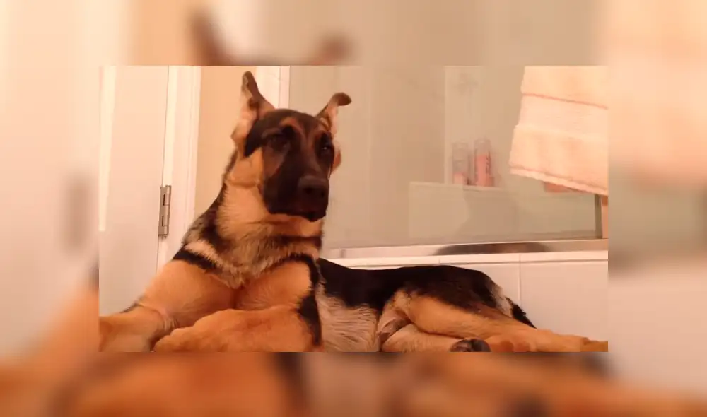 Perro canta al ritmo de su dueño en la ducha y se roba el show en las redes [VIDEO] 