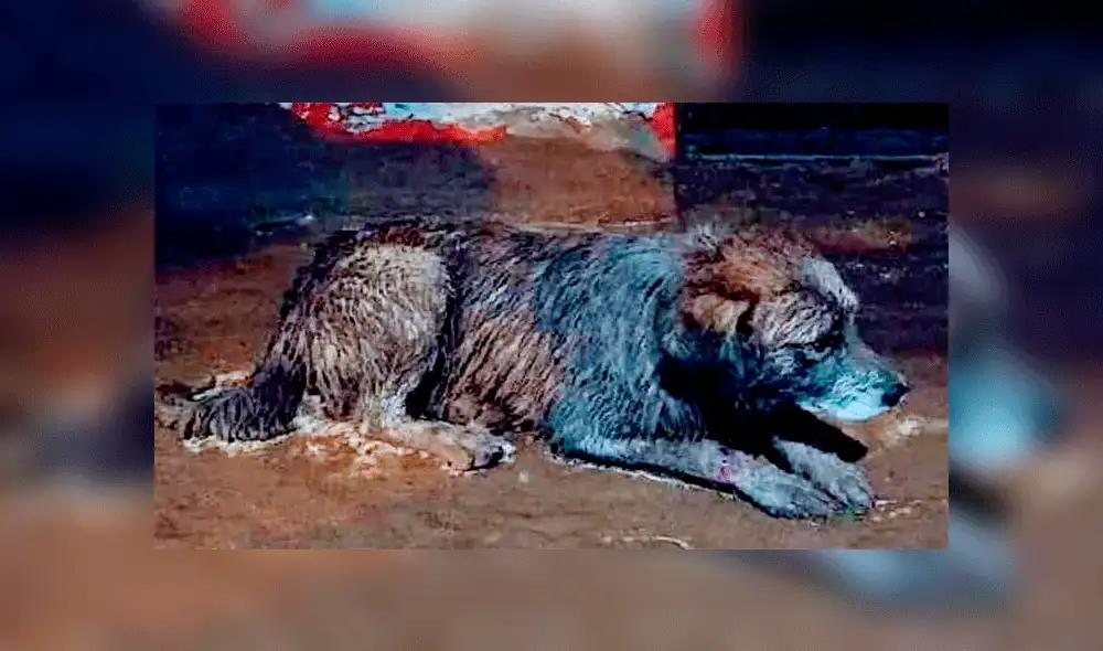 Tacna: Bomberos rescatan a un perro en medio de los escombros del huaico