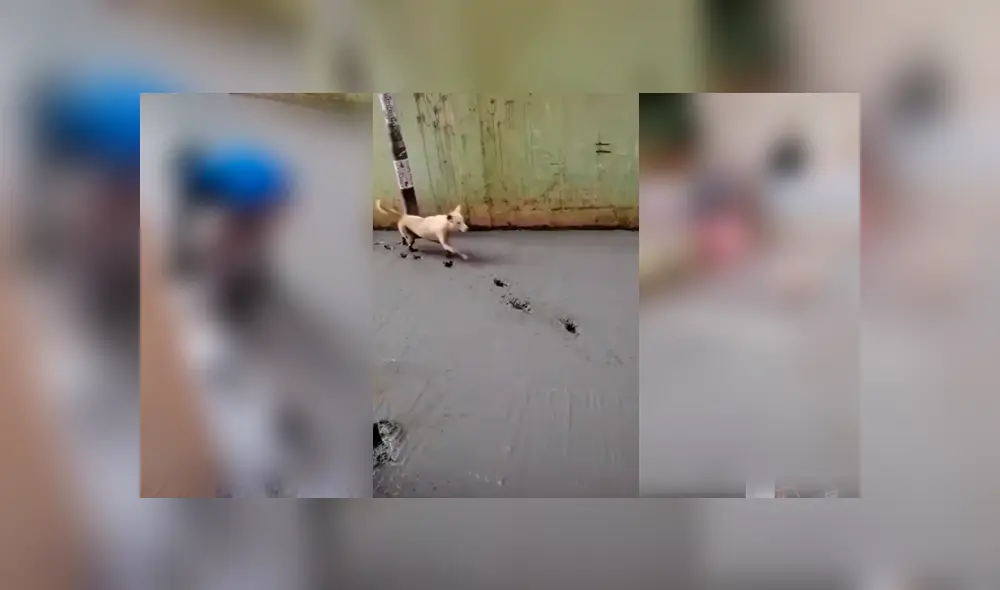 Desliza para ver el desenlace de este video viral de Facebook. Foto: Captura. Desliza para ver el desenlace de este video viral de Facebook. Foto: Captura.