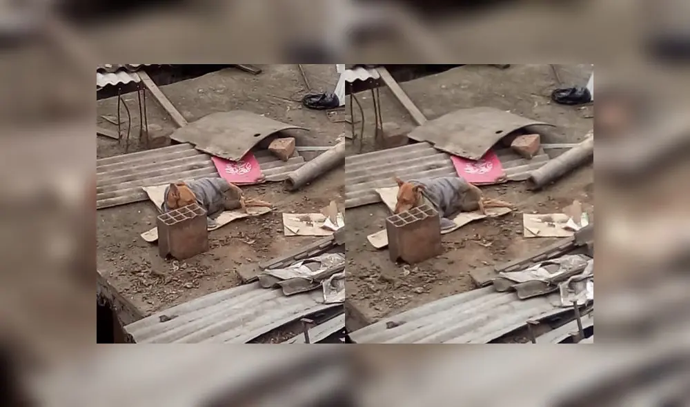 Acusan a sujeto de recoger perros de la calle, torturarlos y dejarlos morir en su azotea [VIDEO]