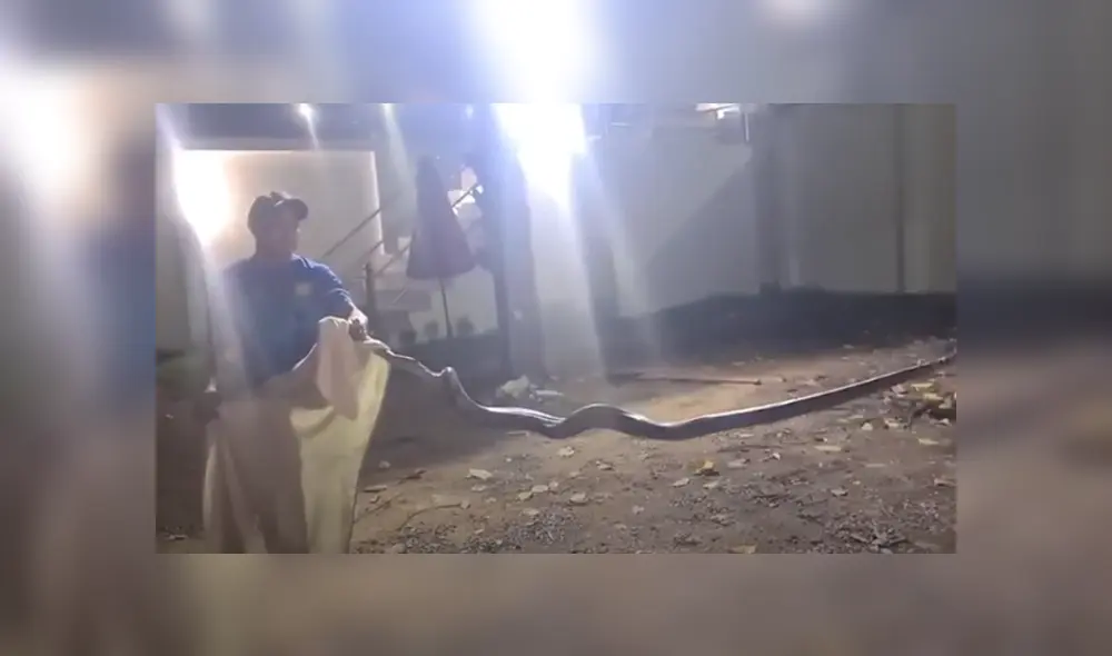 Los pobladores de Tailandia atraparon a una serpiente pitón de 3 metros de largo. Foto: ViralPress