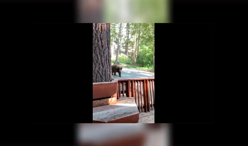 YouTube viral: joven registra el momento exacto en que una despiadada criatura ingresa por la ventana a su casa [VIDEO]