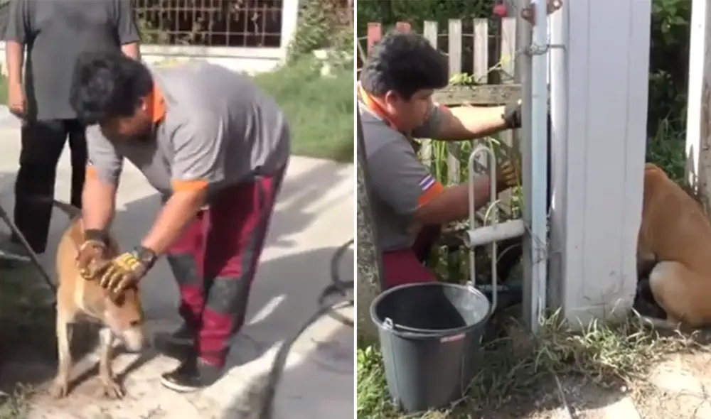 El can trataba de ingresar a la casa de una mujer y ella se percató de su llanto al quedar atrapado. Foto: captura de Facebook