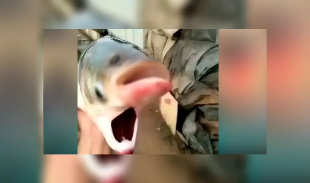 YouTube viral: pescador visita misterioso río y captura extraña criatura que tiene dos bocas YouTube viral: pescador visita misterioso río y captura extraña criatura que tiene dos bocas
