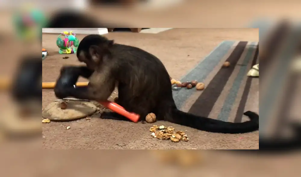 Facebook viral: conoce al mono más inteligente del mundo, el cual asombró a miles [VIDEO]