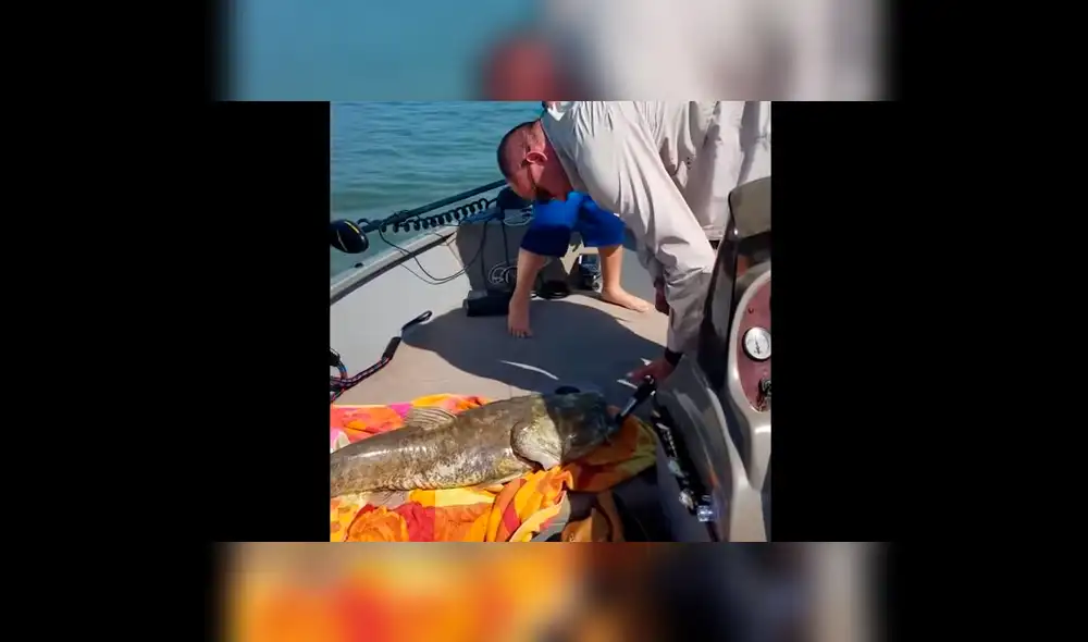 YouTube viral: gigantesco 'pez gato' aparece y encuentran increíble criatura en su interior [VIDEO]