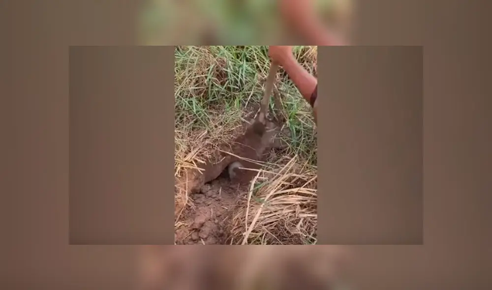 Desliza hacia la izquierda para ver el conmovedor rescate que se volvió viral en Facebook.