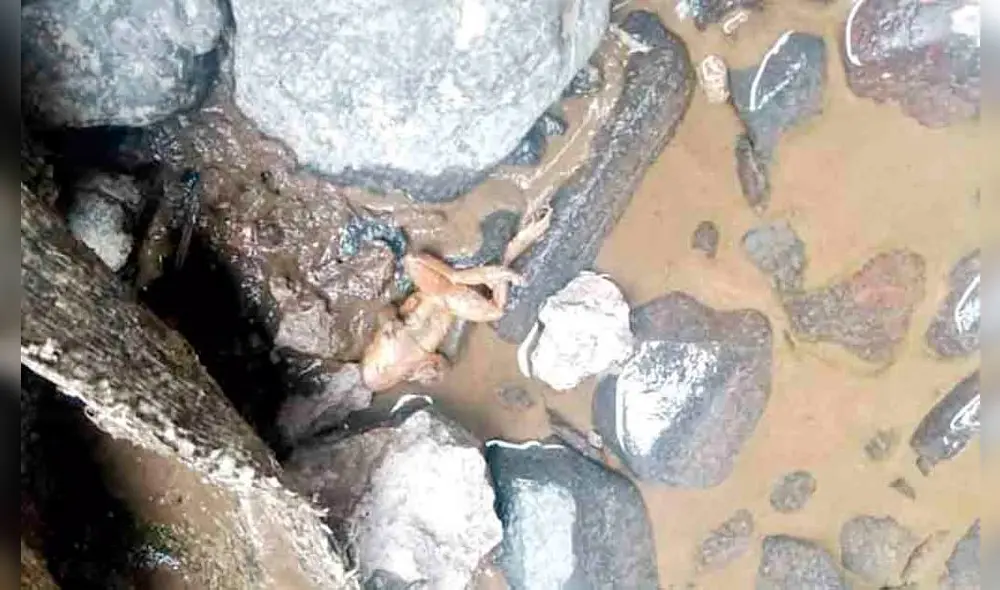 evidencia. Autoridades tomaron fotos de los animales muertos. Se encontró lo cuerpos de ranas y peces en parte del cauce. evidencia. Autoridades tomaron fotos de los animales muertos. Se encontró lo cuerpos de ranas y peces en parte del cauce.
