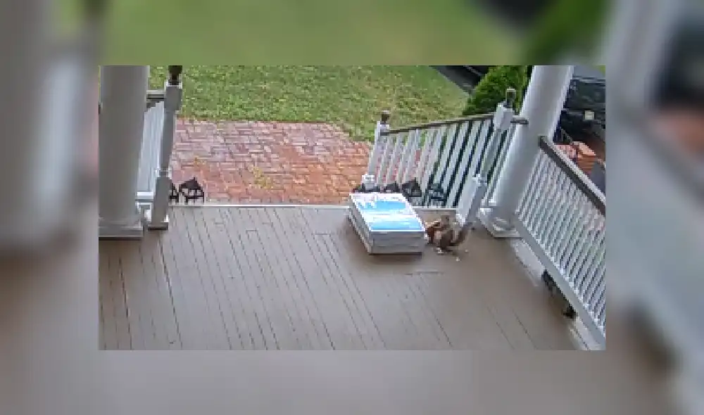 Desliza las imágenes para ver más de esta escurridiza ardilla que se robó la pizza. (Foto: captura)