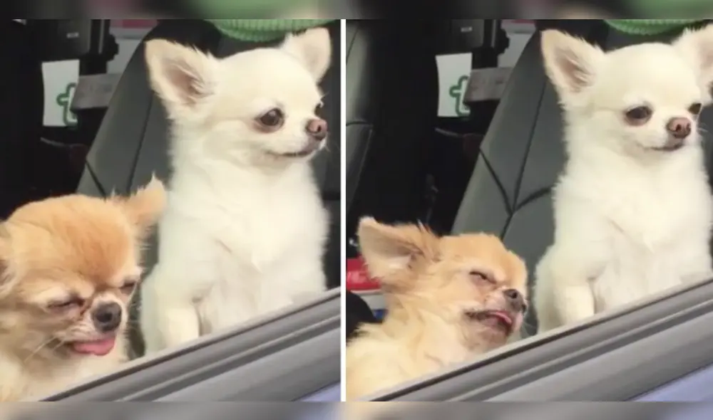 Facebook: Conoce la historia detrás del meme de los chihuahuas [IMÁGENES]