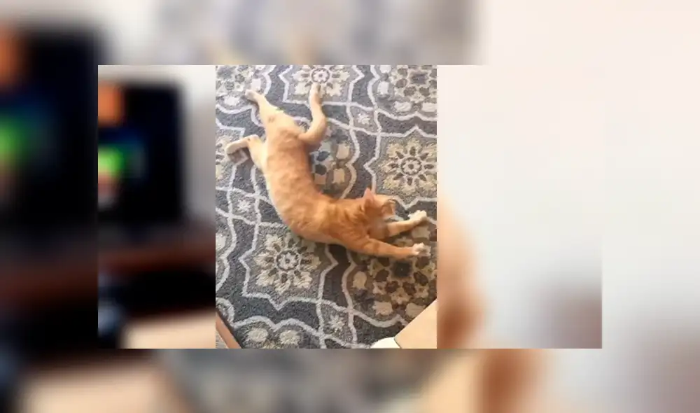 Vía YouTube. Dueña del felino grabó la insólita conducta de su mascota cada vez que escucha la palabra y compartió las imágenes en redes