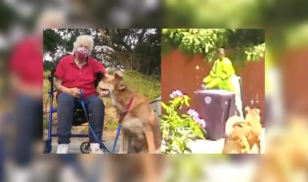 El can logró llamar la atención de un hombre para que pudiera a ayudar a su dueña. Foto: Captura / KTLA 5