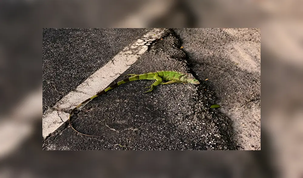 Ola de frío extremo en Miami provoca que iguanas se ‘congelen’ y caigan de los árboles [VIDEO]