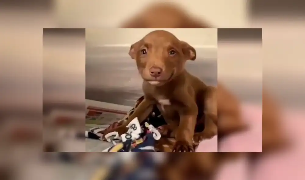 Vía Facebook: tierno cachorro 'sonrie' al saber que será adoptado y tendrá nueva familia [VIDEO] 