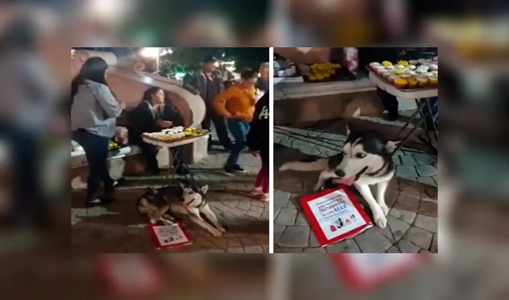 En Facebook, una joven decidió vender varios productos para ayudar a su mascota que tiene bolas en el cuerpo. En Facebook, una joven decidió vender varios productos para ayudar a su mascota que tiene bolas en el cuerpo.
