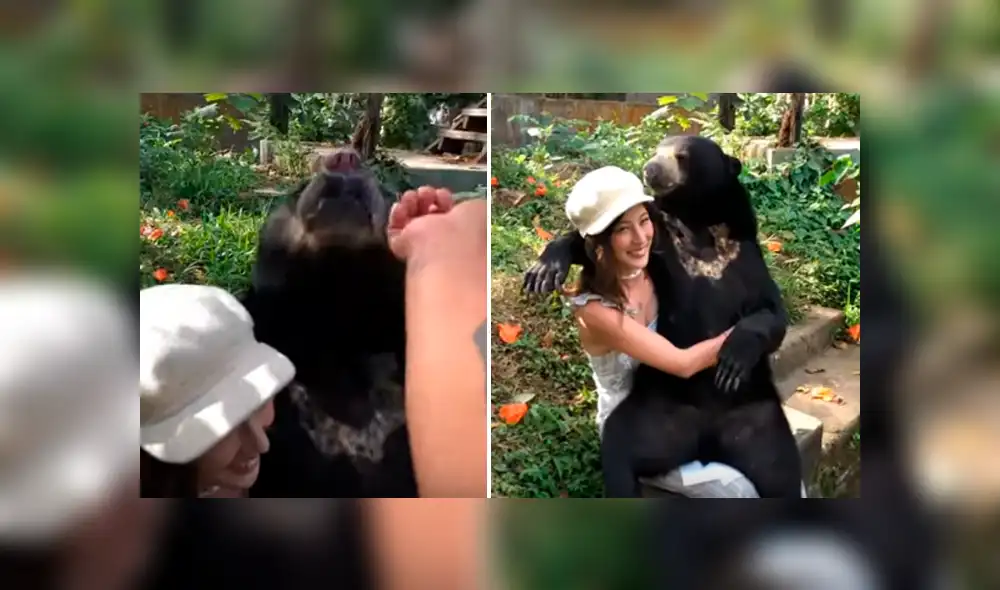 Video es viral en YouTube. Turista se sentó para descansar un rato durante un paseo, sin imaginar la intempestiva llegada del animal, que se acomodó rápidamente sobre sus piernas Video es viral en YouTube. Turista se sentó para descansar un rato durante un paseo, sin imaginar la intempestiva llegada del animal, que se acomodó rápidamente sobre sus piernas