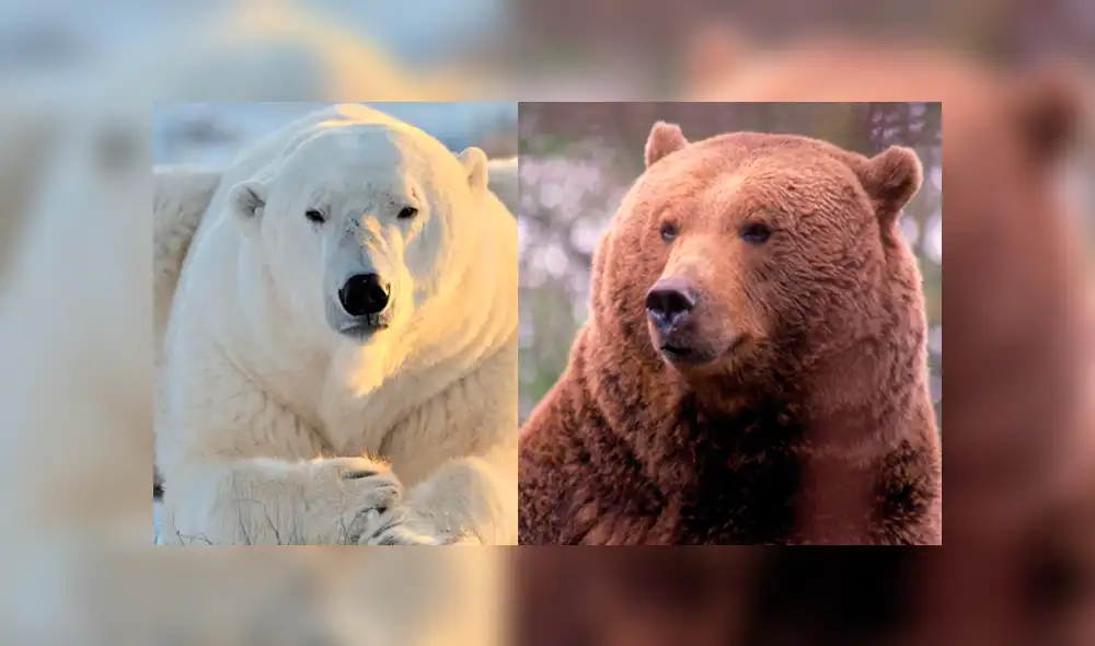Desliza para ver fotos del oso grolar que sorprendió a todos en Facebook. Foto: Captura.