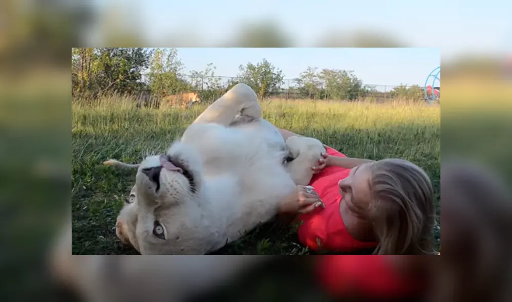 Desliza hacia la izquierda para ver las divertidas fotos que se tomó una mujer junto a la enorme leona en el zoológico y se ha vuelto viral en YouTube. Desliza hacia la izquierda para ver las divertidas fotos que se tomó una mujer junto a la enorme leona en el zoológico y se ha vuelto viral en YouTube.