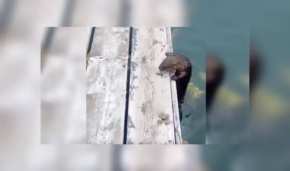 Un hombre se topó con una extraña criatura que emergía del mar y quedó atónito cuando descubrió su verdadera identidad. Un hombre se topó con una extraña criatura que emergía del mar y quedó atónito cuando descubrió su verdadera identidad.