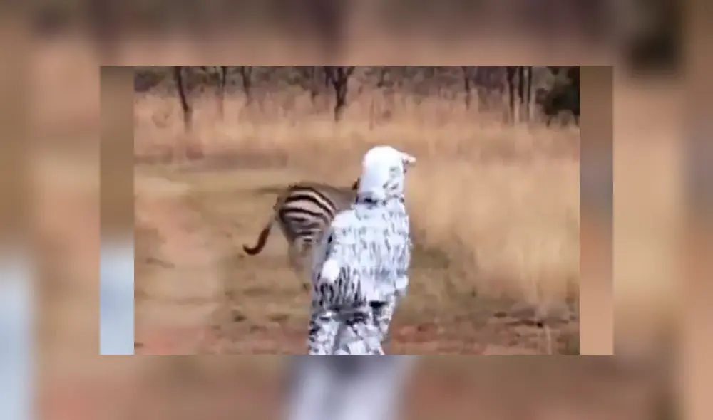 Facebook: arriesgados hombre se visten de cebra para asustar a los animales en África y ocurre lo peor [VIDEO]